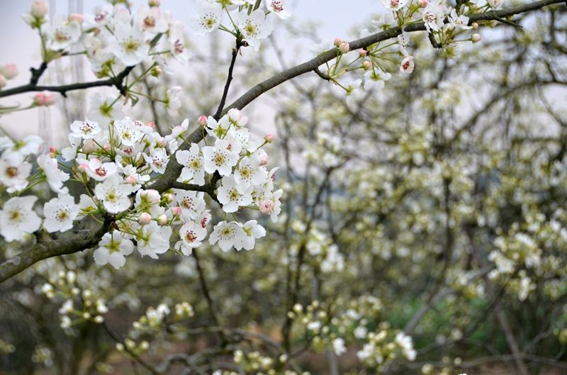 金堂梨花沟梨花沟景区位于金堂县栖贤乡境内,距成都经成南高速路32km