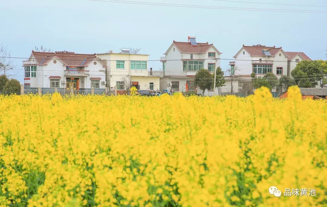 网上直播2019黄池油菜花旅游文化节开幕式