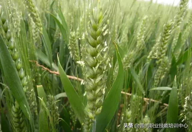 生活 正文  小麦抽穗以后,主要是旗叶,倒二叶和穗下节间进行光合作用
