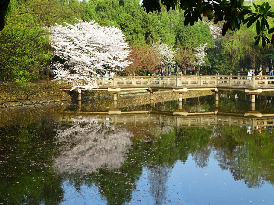 珞珈山山下武大樱花