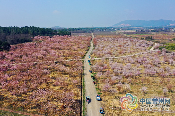 常州溧阳这条千米"樱木花道"美如仙境!