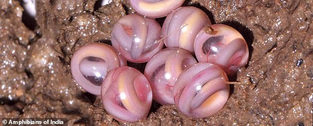 科學家發現粉紅色透明彈珠物體 可能為蠑螈表親的卵 未分類 第1張