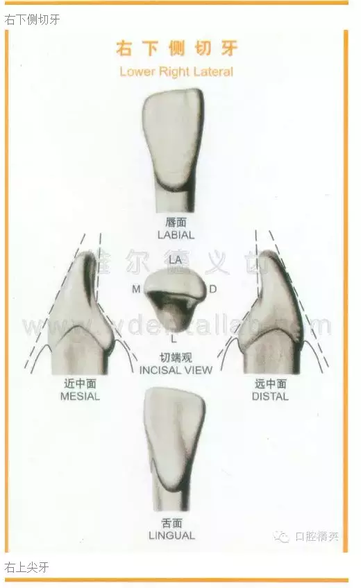 牙齿的形态图与口腔颌面解剖图