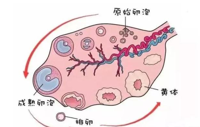 生理性卵巢囊肿是什么?有什么影响?发现后如何治疗?