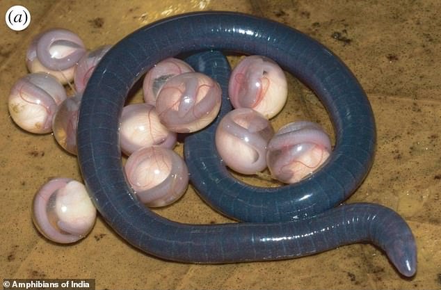 科學家發現粉紅色透明彈珠物體 可能為蠑螈表親的卵 未分類 第2張