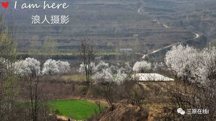 三原嵯峨山杨家河风光如画,春色让人醉!