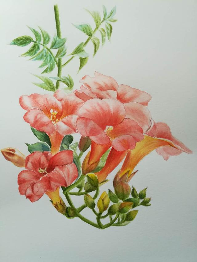 1,暖阳的水彩画:凌霄花