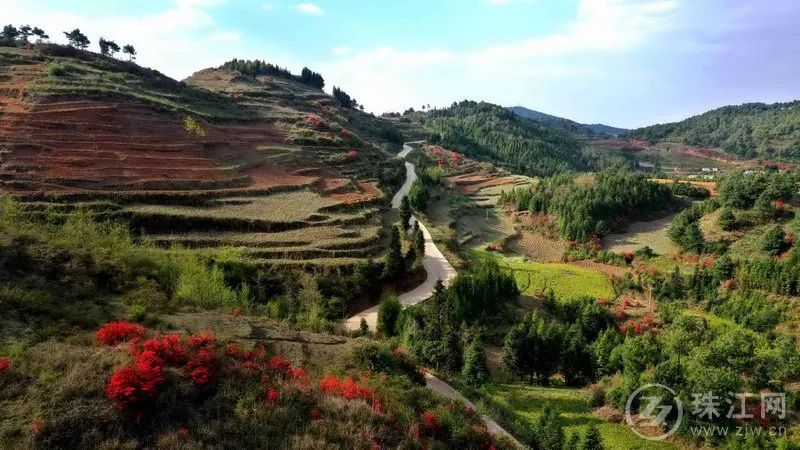 【美丽曲靖】 富源富村镇烂漫红杜鹃 邀您踏青赏景