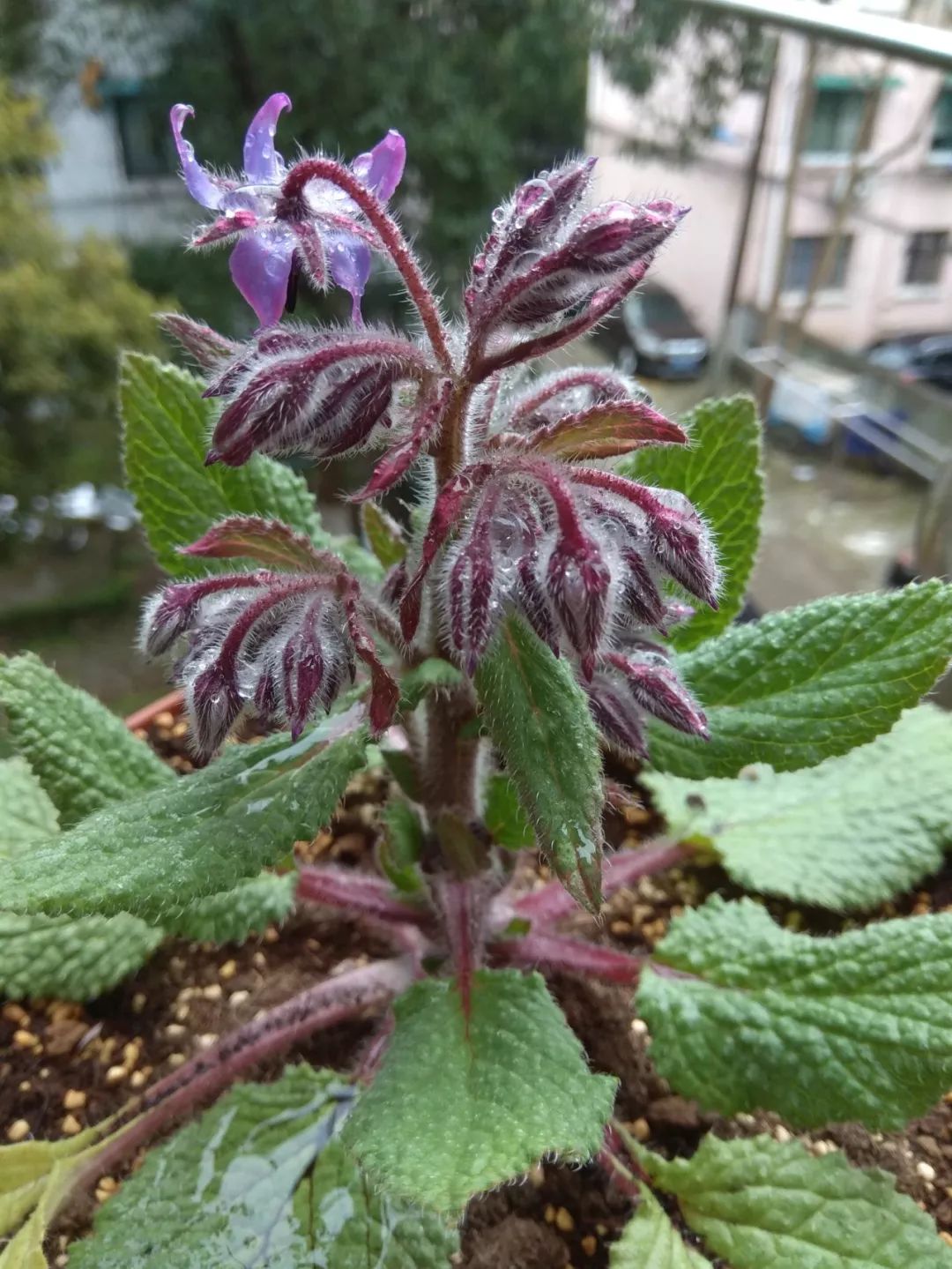 走进上植草药园,领略神秘中草药之琉璃苣