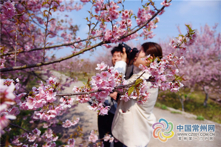 常州溧阳这条千米"樱木花道"美如仙境!_樱花