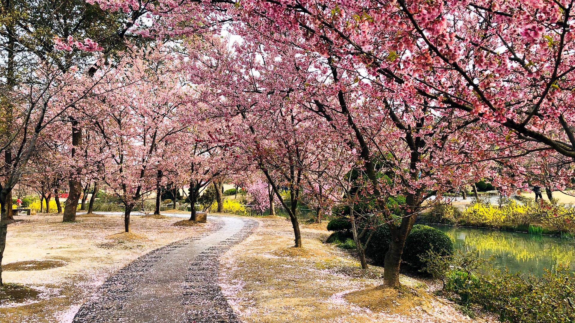 无锡最佳两处踏青胜地：一个是国内著名赏花景区，一个花开满春季