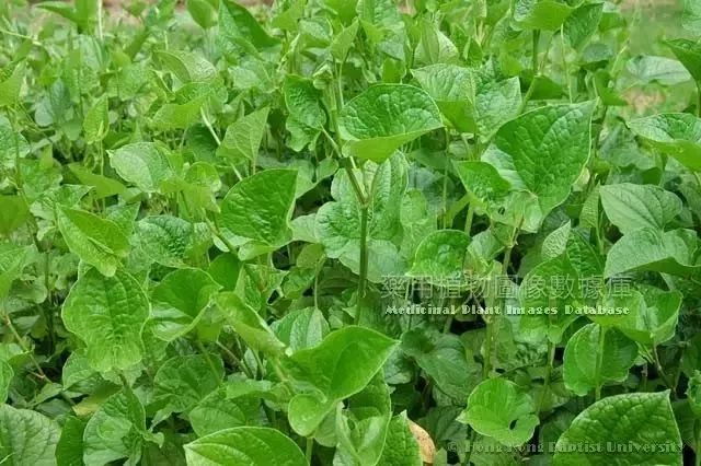 荜茇biba  piperis longi fructus  来源 本品为胡椒科植物荜茇 piper