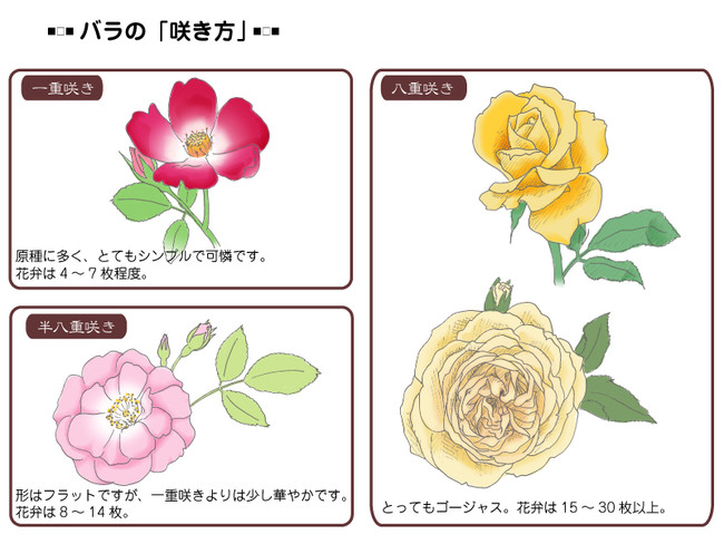 各种花的简单画法，一步一步教你画鲜花