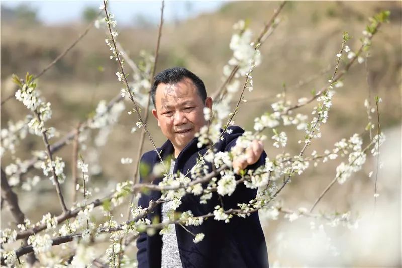 玉屏红花的李子花开了