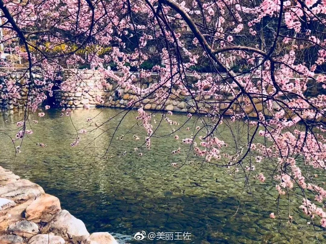 您也可以步行上山 身临其境,尽赏桃花溪美景 看片片桃花飘落水中 感受