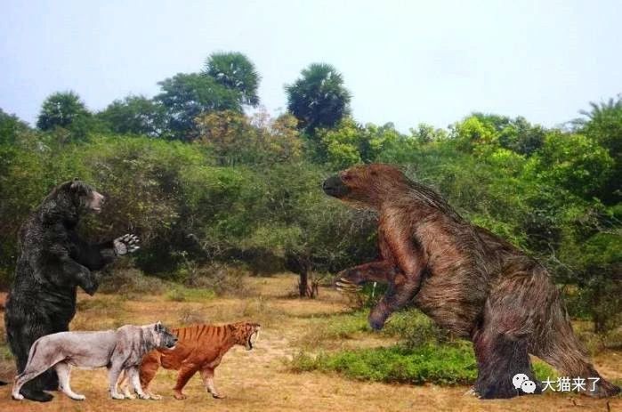 原創
            地球史上最大的地懶：行動緩慢只吃素，卻可輕鬆嚇跑劍齒虎 未分類 第4張
