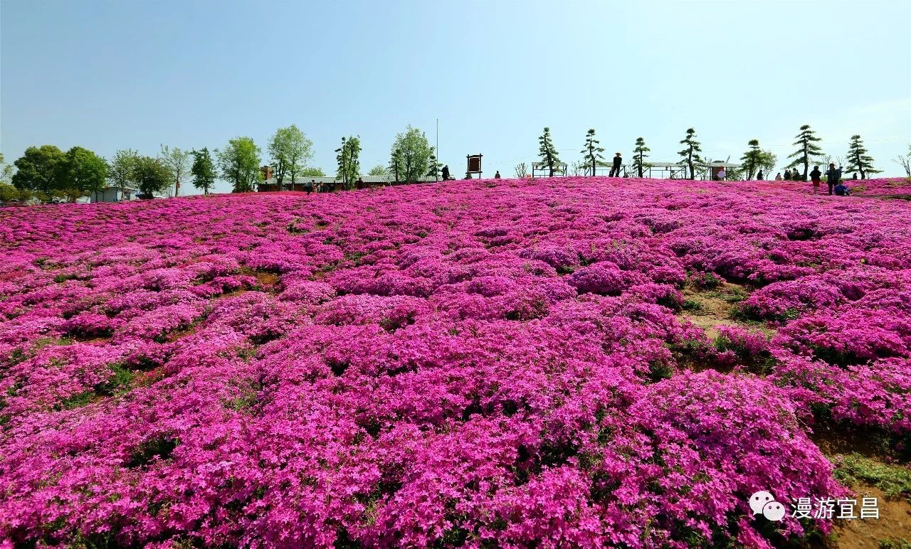 相约畔岛,寻觅芝樱!宜昌首届芝樱花节明日在知音畔岛举行!