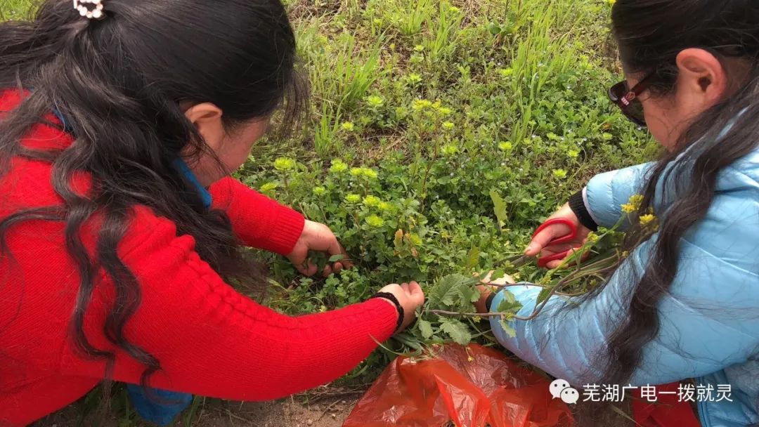 拥抱春天回归自然跟着百姓大舞台一起挖野菜感受美好春光