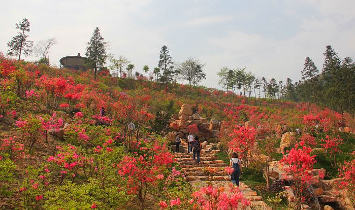 油菜花,桃花,映山红等