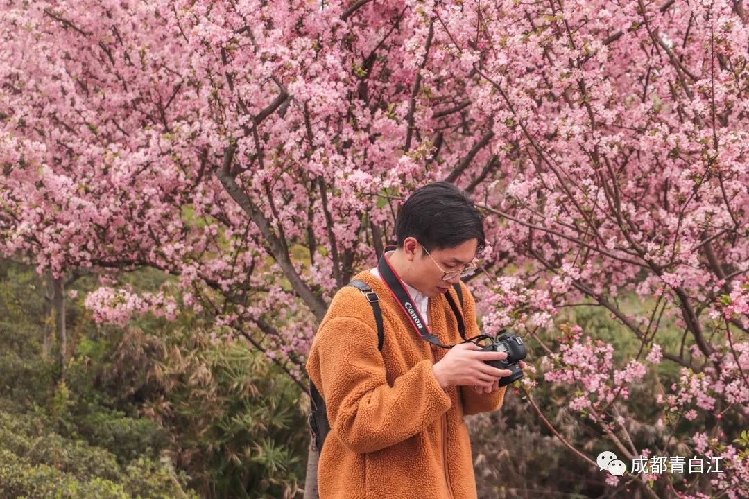 成都青白江已成国内赏樱胜地!_樱花