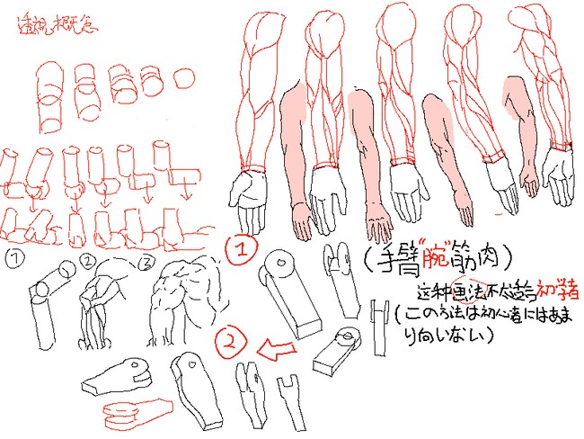 动漫人物的手臂怎么画？手臂的绘制方法教程！