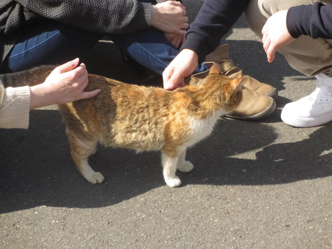 日本和尚捡了4只猫后,被30多只流浪猫上门碰瓷:明猫不