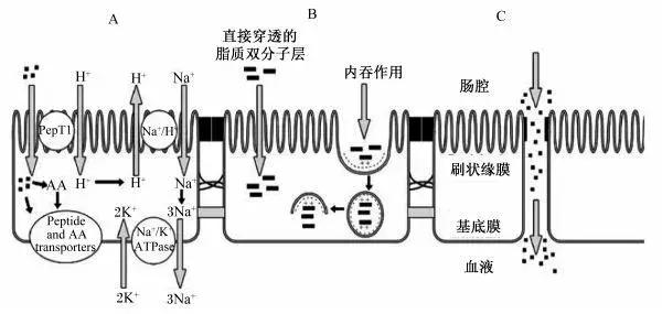 小肠汽化是什么原理_小肠疝气图片什么位置