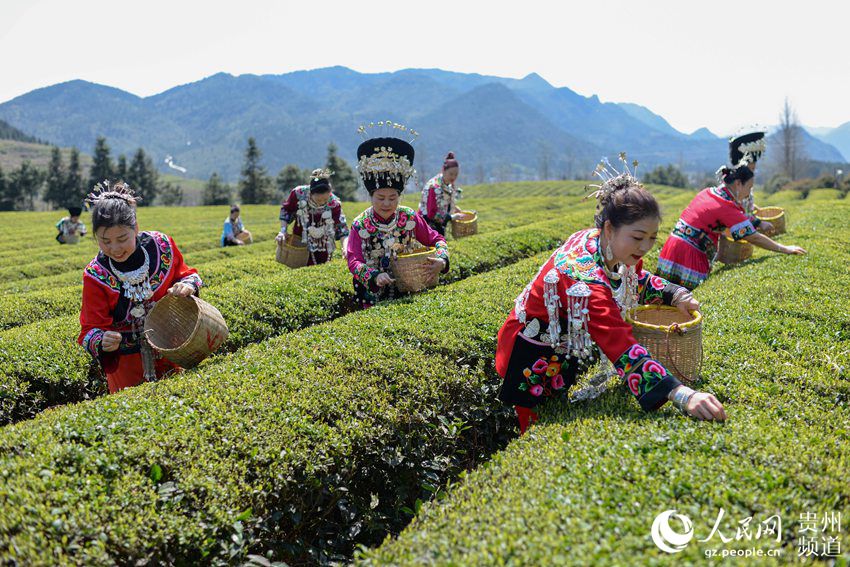 贵州松桃:梵净春早茶飘香(高清组图)