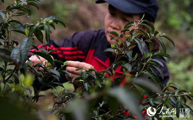 江西新餘：生態古茶場進入采摘期（圖） 國際 第5張