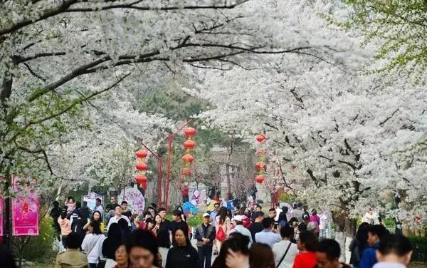 玉渊潭公园浪漫樱花花海