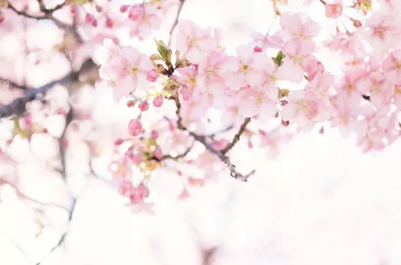 你家的樱花开了用日语怎么说