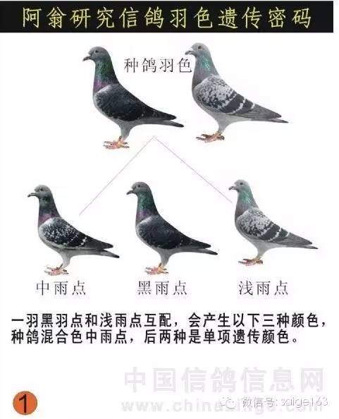 鸽子羽色搭配表图