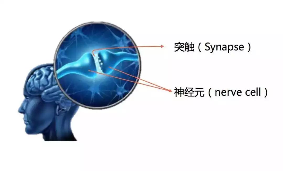 "脑突触"的多少将决定小孩长大以后智力的高低