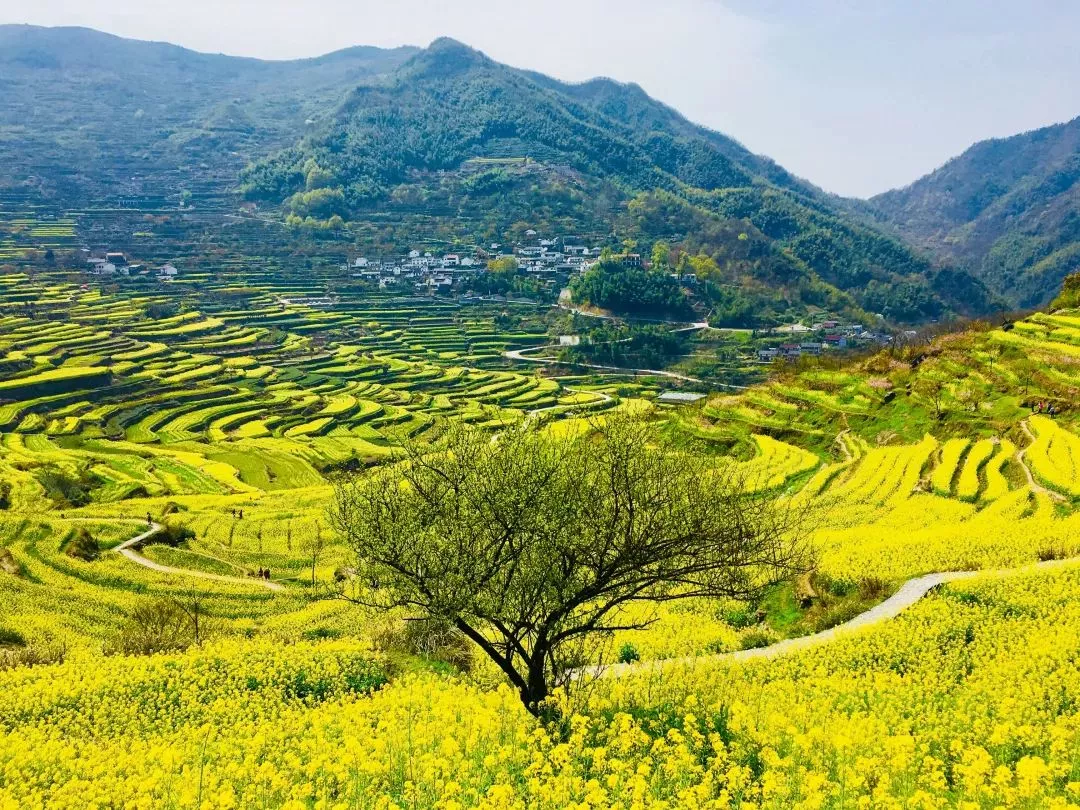 梯田油菜花海3月30日攀冰川石浪登顶覆卮山赏千年梯田油菜花海