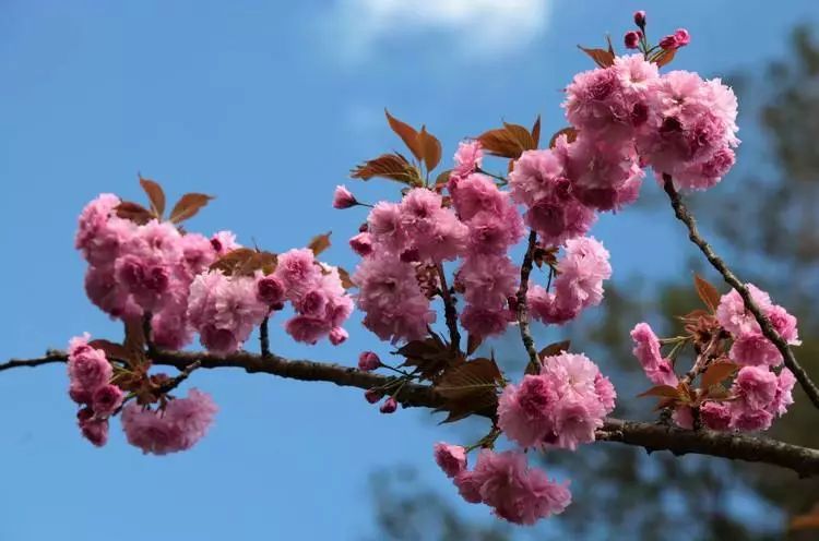 关山樱,俗称"红缨",八重樱的一个代表性品种,花期3~4月,花叶同开,花