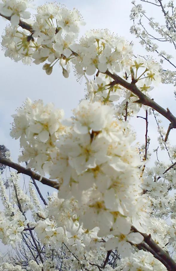 春日樱桃花季