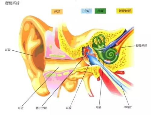 耳朵的结构