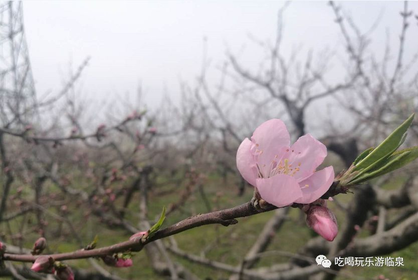 今天大事件第十五届临泉桃花艺术节将隆重在滑集园艺场开幕