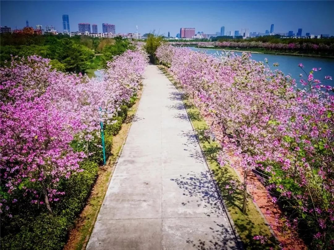 广州花景大片!这些绝佳赏花地,光看图就美翻了