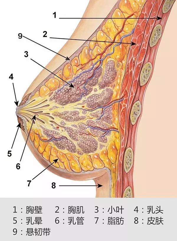 图中的9是悬韧带,也可以看到,乳房内部是缺少肌肉支撑的