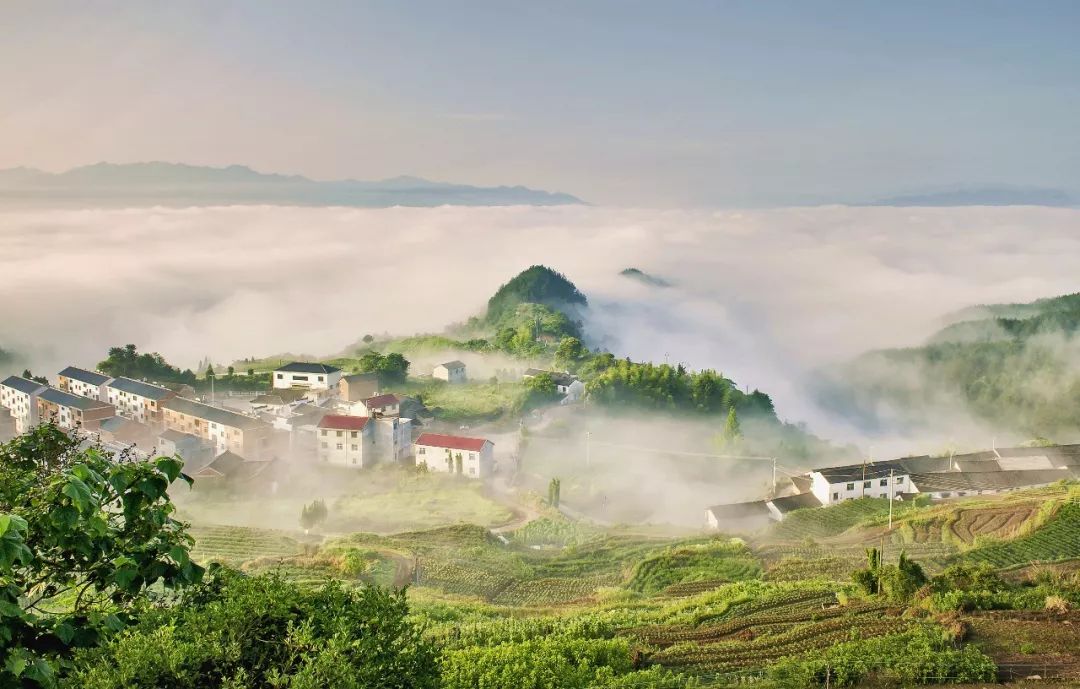 采菊东篱下,悠然见南山