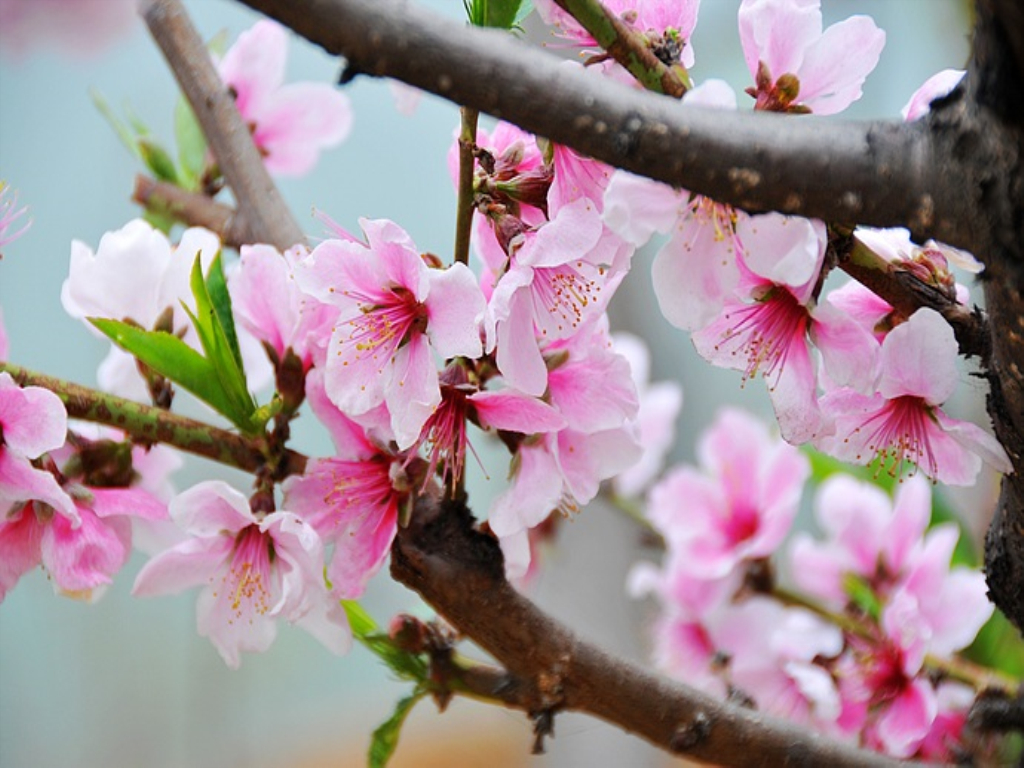 你知道各种果树开花都是什么样?真是满园春色呀!