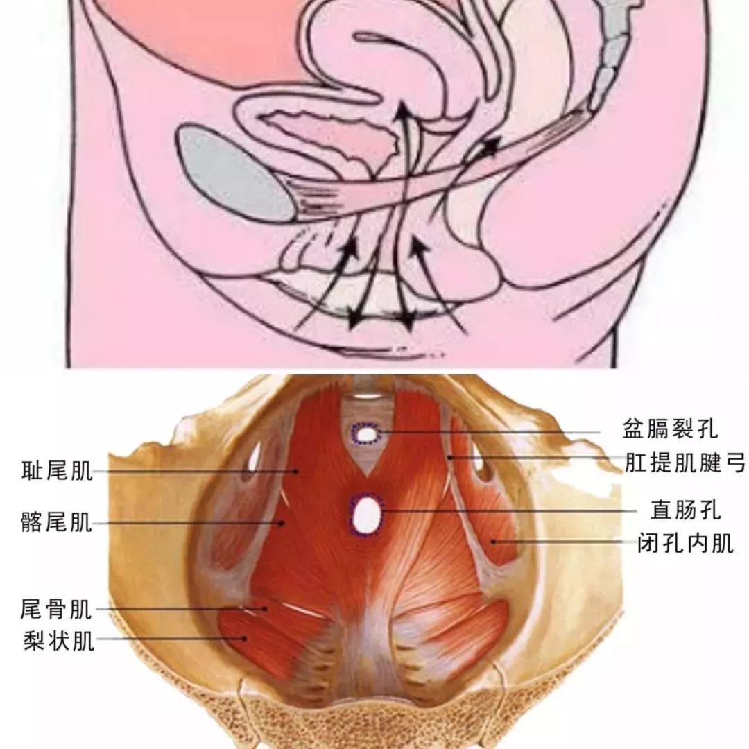 瑜伽练习中,如何启动核心保护腰椎?_肌肉