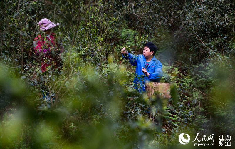 江西新餘：生態古茶場進入采摘期（圖） 國際 第4張