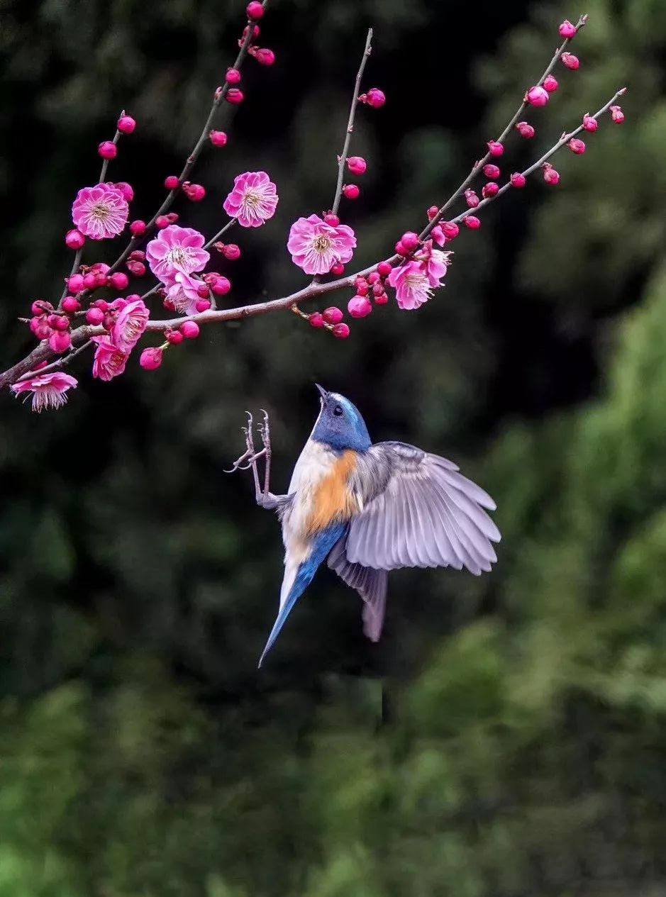 鸟语花香,生机勃勃.