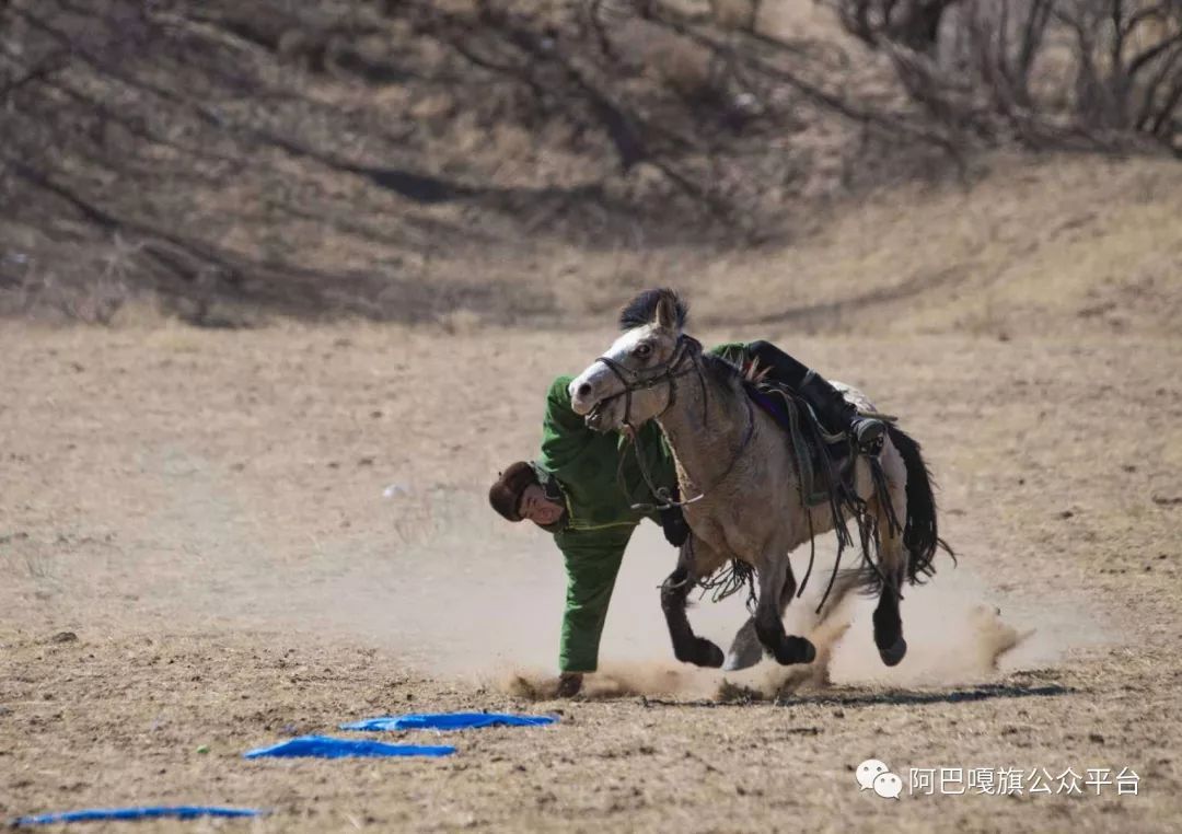 阿巴嘎!发生在沙原里的一场人马大战