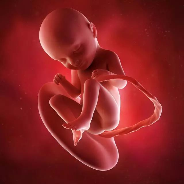 孕期第33周的胎儿发育情况