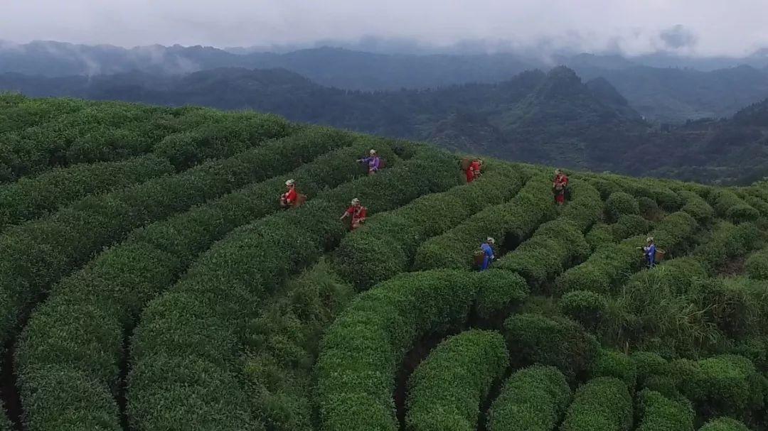 来自"世界生态古丈茶"的一封邀请函