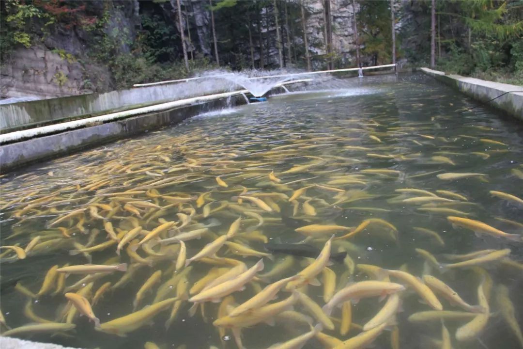 两河村冷水鱼养殖