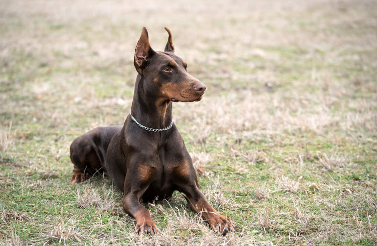 答案:杜宾犬